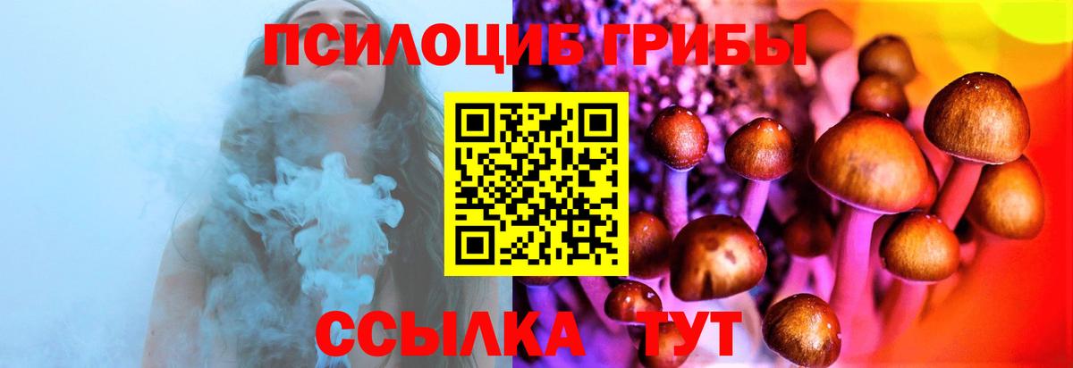 Псилоцибиновые грибы Psilocybine cubensis Кандалакша